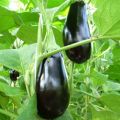 Beskrivelse af Destan f1 auberginesort, egenskaber og udbytte