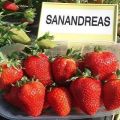Description of the remontant variety of San Andreas strawberries, planting and care