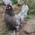 Descripción y producción de huevos de las mejores razas de gallinas ponedoras para la casa, cómo elegir una granja.