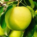 Zalety i wady jabłoni odmiany ananasa, recenzje ogrodników, cechy i opis owoców