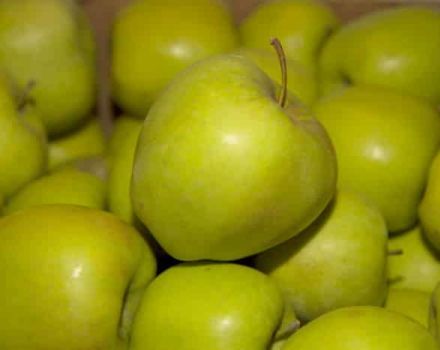 „Golden Delicious“ obuolių aprašymas ir veislės, auginimo ir priežiūros taisyklės