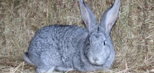 Mô tả và đặc điểm của thỏ chinchilla, quy tắc bảo dưỡng