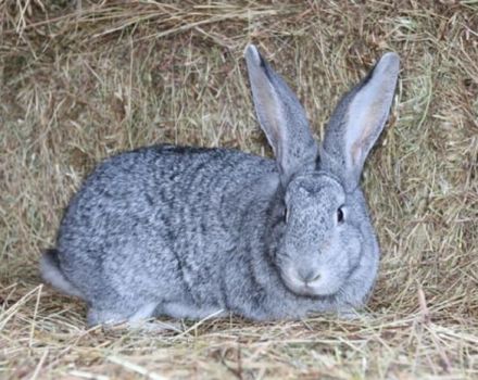 Beschrijving en kenmerken van chinchilla-konijnen, onderhoudsregels