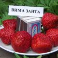 Description and characteristics of the Vima Zanta strawberry variety, cultivation and reproduction