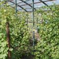 Cultivo y cuidado de uvas en la región de Moscú sin invernadero en campo abierto para principiantes.