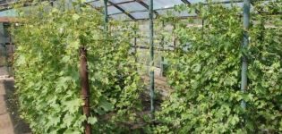 Uzgoj i briga za grožđe u moskovskoj regiji bez staklenika na otvorenom polju za početnike