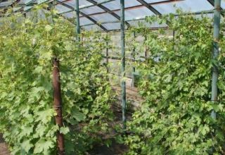 גידול וטיפול בענבים באזור מוסקבה ללא חממה בשדה הפתוח למתחילים