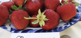 Beskrivelse og karakteristika for den Florensanske jordbærsort, dyrkning og reproduktion