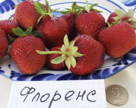 Description and characteristics of the Florence strawberry variety, cultivation and reproduction