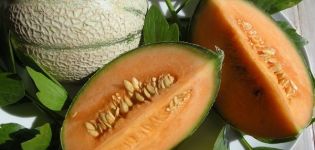 Varför kan melon ha orange kött inuti, vilken typ av sorter är de?