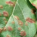 Čo je to za ochorenie, keď sa na listoch jabloní objavia čierne škvrny, ako sa má liečiť a čo robiť