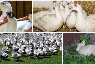 Description and differences of mulard ducks, characteristics and breeding of the breed