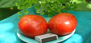 Opis odmiany pomidora Fajerwerki, cechy charakterystyczne i cechy uprawy