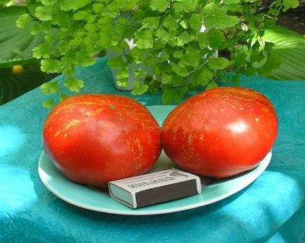 Beschrijving van de tomatenvariëteit Vuurwerk, de kenmerken en kenmerken van de teelt