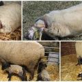 Cuánto tiempo esperar el parto de una oveja de pelo largo y cómo es el parto en casa