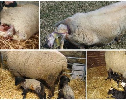 Cik ilgi jāgaida ilgi garenas aitas kaisīšana un kā mājās notiek dzemdības