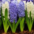Sådan plantes hyacinter til destillation derhjemme, valg og opbevaringsregler for pærer