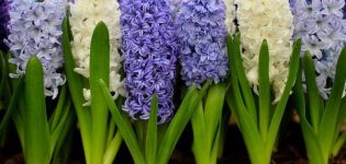Paano magtanim ng mga hyacinth para sa paglilinis sa bahay, mga panuntunan sa pagpili at imbakan para sa mga bombilya