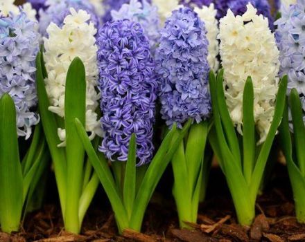 How to plant hyacinths for distillation at home, choice and storage rules for bulbs