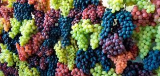 Description and characteristics of the Levokumsky grape variety, origin and cultivation features