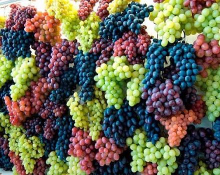 Levokumsky vīnogu šķirnes apraksts un īpašības, izcelsme un audzēšanas pazīmes
