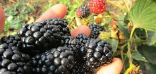 The best varieties of remontant blackberries, planting, growing and care