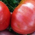 „King Giants“ pomidorų veislės savybės ir aprašymas, derlius