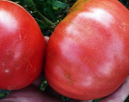 Egenskaber og beskrivelse af kongen af ​​gigantes tomatvariant, dens udbytte