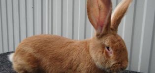Beschrijving en kenmerken van de konijnen van het grote ras, hun kleuren en inhoud