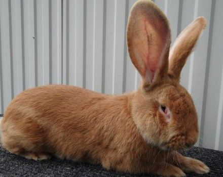 Description and characteristics of the rizen breed rabbits, their colors and content