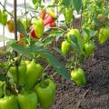 Hvorfor peberfrugter ikke vokser i et åbent felt drivhus efter plantning og hvad de skal gøre
