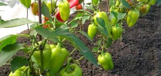 Why peppers do not grow in an open field greenhouse after planting and what to do