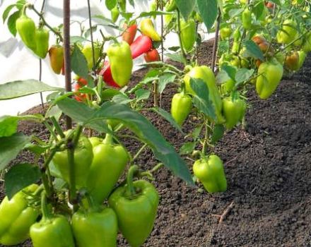 Warum Paprika nach dem Pflanzen nicht in einem offenen Gewächshaus wächst und was getan werden muss
