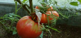 Beskrivelse af tomatsorten Yasha Yugoslavsky, funktioner i pleje af planter