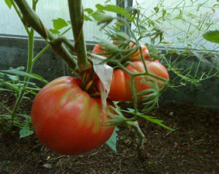 Description of the tomato variety Yasha Yugoslavsky, features of plant care