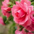 Kuvaus Rosarium Utersenin ruusulajikkeesta kiipeilyä, istutusta ja kasvin hoitoa