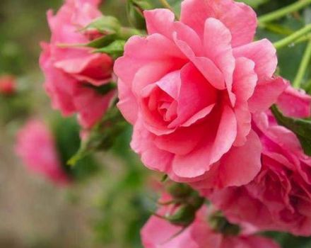 Kuvaus Rosarium Utersenin ruusulajikkeesta kiipeilyä, istutusta ja kasvin hoitoa