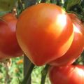 Características y descripción de la variedad de tomate rosa Abakansky, su rendimiento.