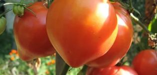 Egenskaber og beskrivelse af den abakansky lyserøde tomatsort, dens udbytte
