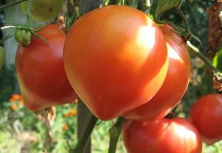 Eigenschaften und Beschreibung der rosa Tomatensorte Abakansky, deren Ertrag