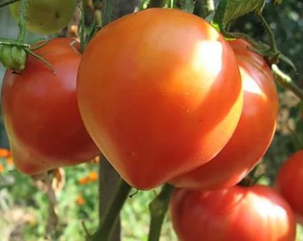 Eigenschaften und Beschreibung der rosa Tomatensorte Abakansky, deren Ertrag