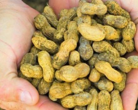 Kuinka voit kasvattaa maapähkinöitä maassa keskimmäisellä kaistalla, säännöt kasvien istuttamiselle ja hoidolle