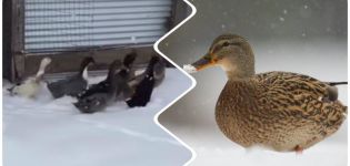 Onde os patos voam no inverno e as características da migração, razões para voltar