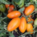 Tomaattilajikkeen Golden Stream ominaisuudet ja kuvaus, sen sato