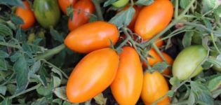 Charakterystyka i opis odmiany pomidora Golden Stream, plonowanie