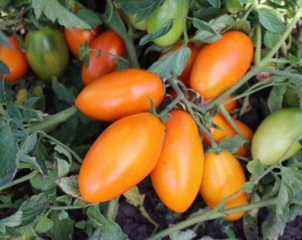 Eigenschaften und Beschreibung der Tomatensorte Golden Stream, deren Ertrag
