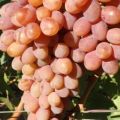 Description and characteristics of Rumba grapes, planting and care features and history