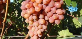 Descripción y características de la uva Rumba, características e historia de plantación y cuidado