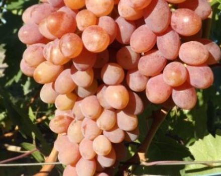 Descripción y características de la uva Rumba, características e historia de plantación y cuidado