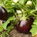 Description of the variety of eggplant Black handsome, features of cultivation and care